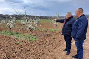 Дрћевац: Небојша Ђорђевић седам година успешно се бави воћарством!