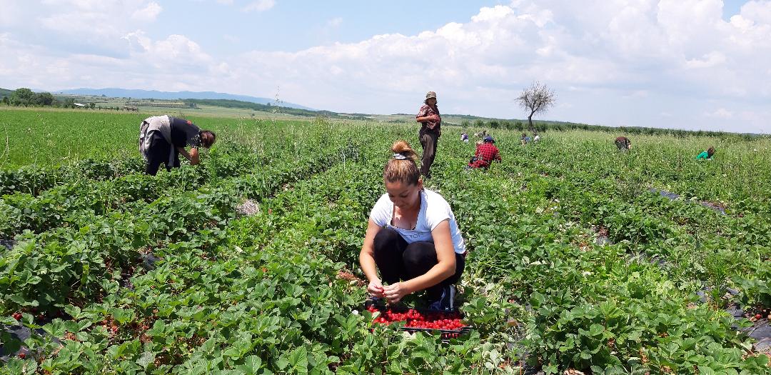 SELO MEDJA: Domaćinstvo Marije i Mihajla Lazarevića primer za ugled