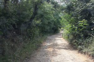 VLASOTINCE: Poziv vlasnicima parcela da očiste rastinje