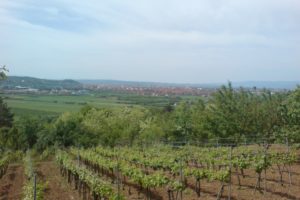 Dadince: Filmski zapis o selu vinogradara koje polako nestaje!