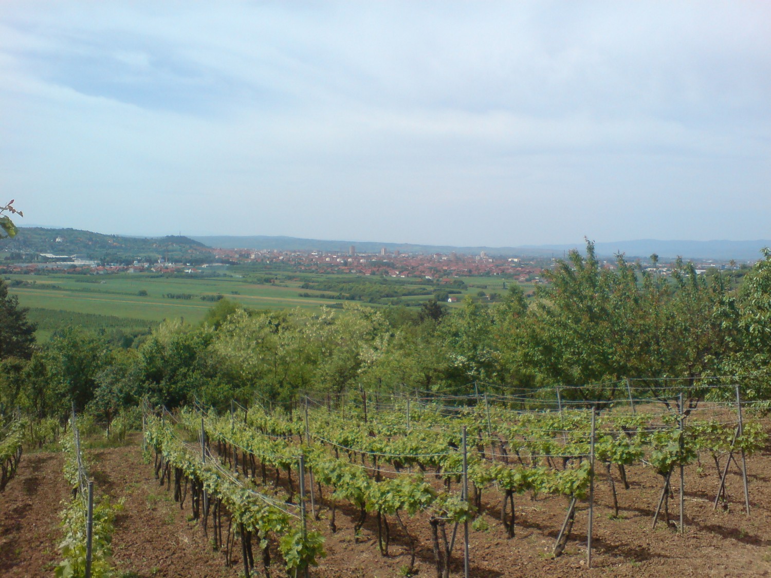 Dadince: Filmski zapis o selu vinogradara koje polako nestaje!