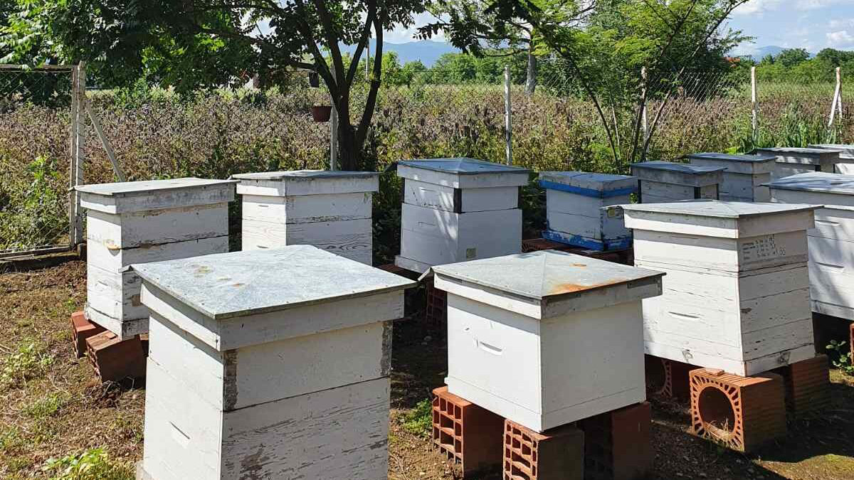 Vlasotince: Pčelarima uručeni ugovori o subvencijama, evidentirano 6.500 košnica Vlasotince: Pčelarima uručeni ugovori o subvencijama, evidentirano 6.500 košnica