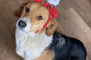 Zoohigijena Leskovac: Psi strpljivo čekaju svoje domove!