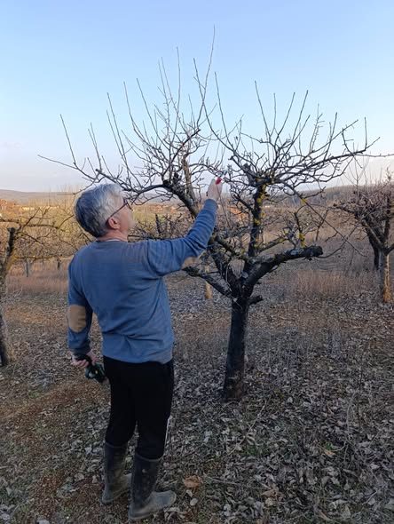 Bojnik – Zoran Jovanović, književnik: rezidba starih sorti jabuka