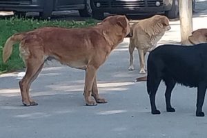 Leskovac: Humanitarna akcija „Kreni nahrani“, prikupljanje pomoći za napuštene pse i mačke